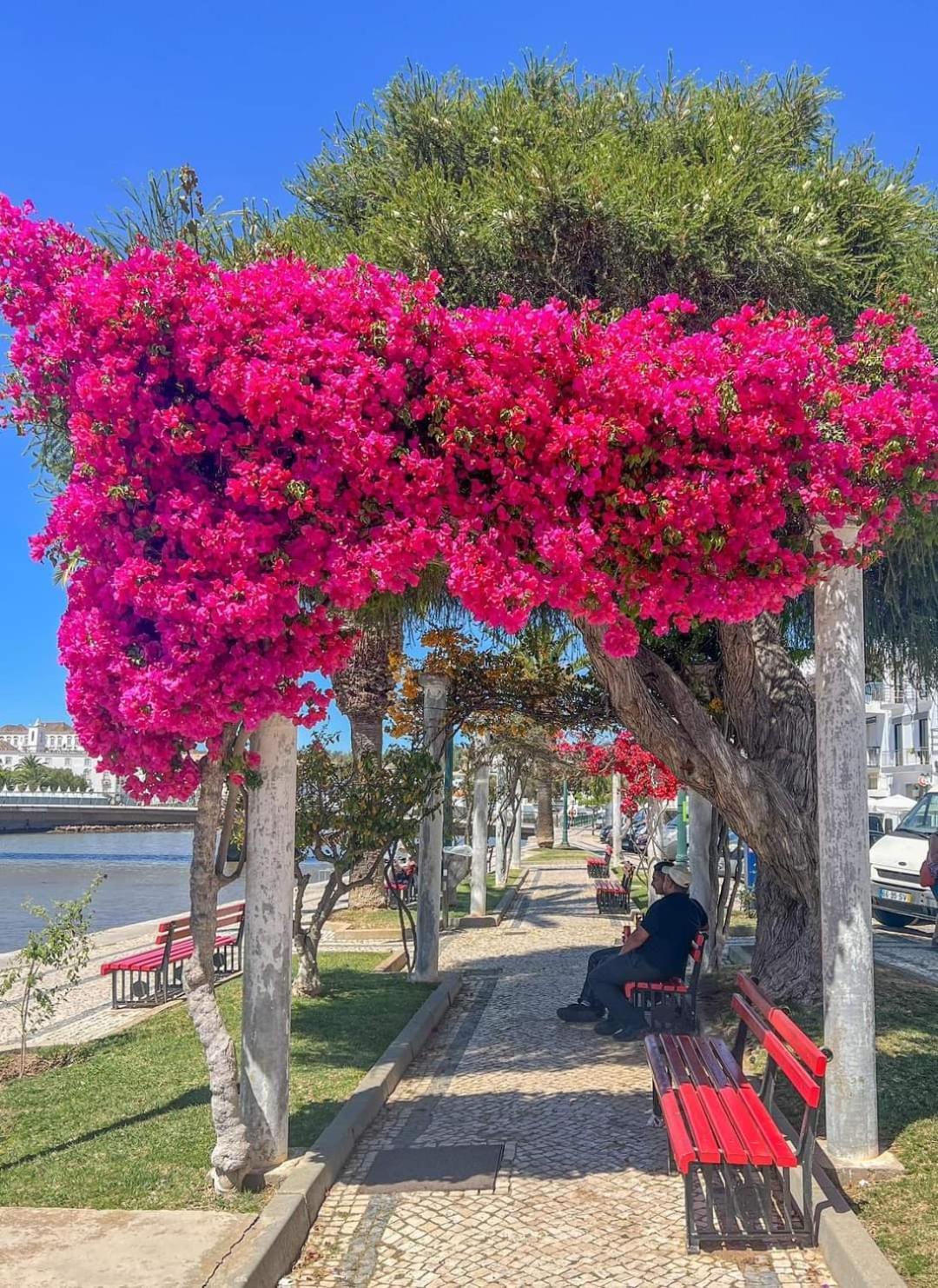 Апартаменты Tavira Garden Oasis Экстерьер фото